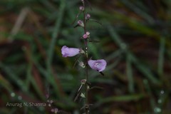 Parasopubia delphiniifolia